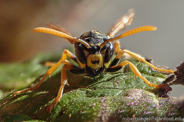 yellow jacket